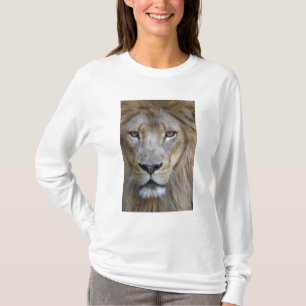 Vuxen hanlejon på Sacramento Zoo, CA T-shirt