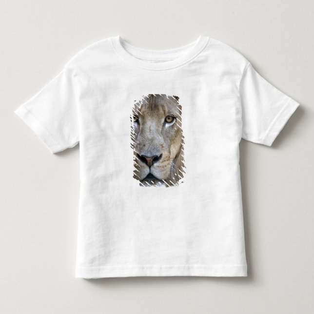 Vuxen hanlejon på Sacramento Zoo, CA Tee (Framsida)