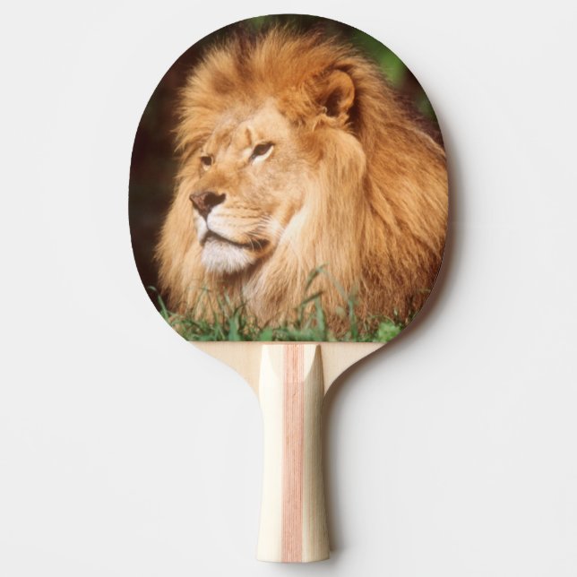 Vuxen hanlejon pingisracket (Framsidan)