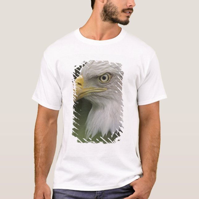 Vuxen havsörnporträtt, Haliaeetus Tröja (Framsida)