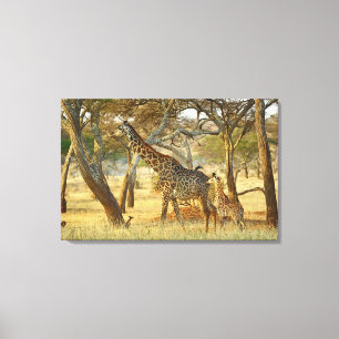 Vuxen hona och ung giraff, Giraffa Canvastryck