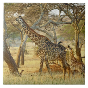 Vuxen hona och ung giraff, Giraffa Kakelplatta