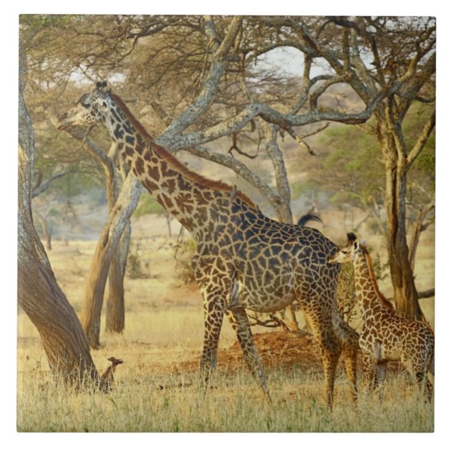 Vuxen hona och ung giraff, Giraffa Kakelplatta (Framsidan)
