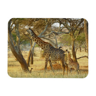 Vuxen hona och ung Giraff, Giraffa Magnet