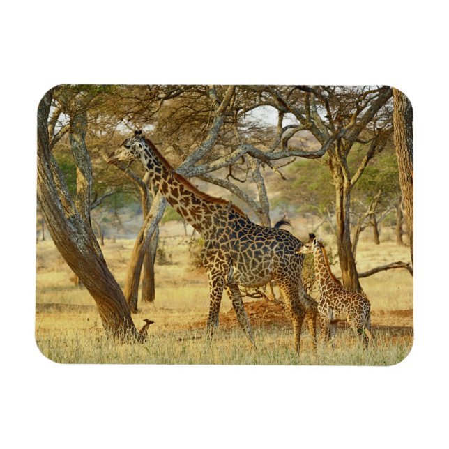 Vuxen hona och ung Giraff, Giraffa Magnet (Horisontell)