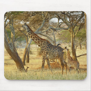 Vuxen hona och ung Giraff, Giraffa Musmatta