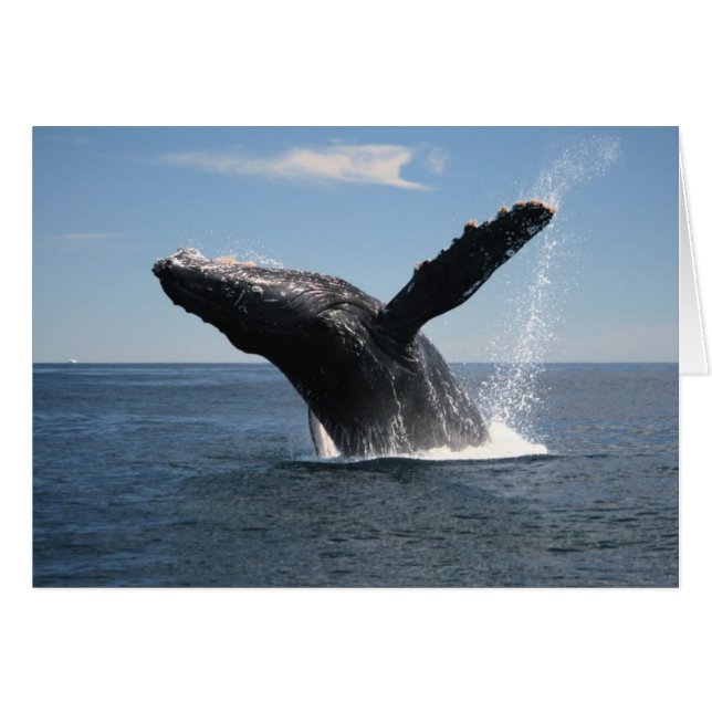 Vuxen Humpback Whale Breaching Hälsningskort (Framsidan Horizontal)