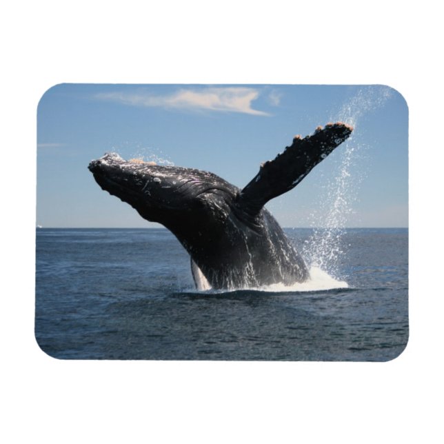 Vuxen Humpback Whale Breaching Magnet (Horisontell)