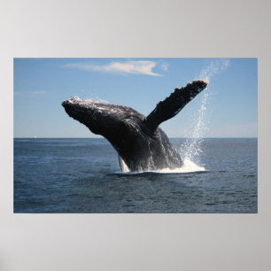 Vuxen Humpback Whale Breaching Poster
