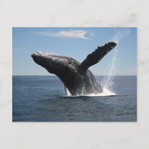Vuxen Humpback Whale Breaching Vykort