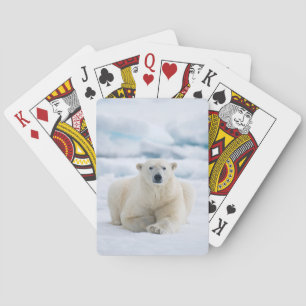 Vuxen isbjörn på sommarens packis casinokort