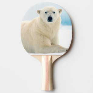 Vuxen isbjörn stor galt på sommarisen pingisracket