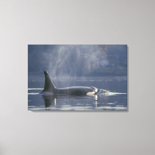 Vuxen kvinnlig späckhuggare (Orcinus Orca), Puget Canvastryck