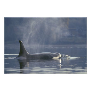 Vuxen kvinnlig späckhuggare (Orcinus Orca), Puget Fototryck
