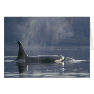 Vuxen kvinnlig späckhuggare Orcinus Orca), Puget Hälsningskort