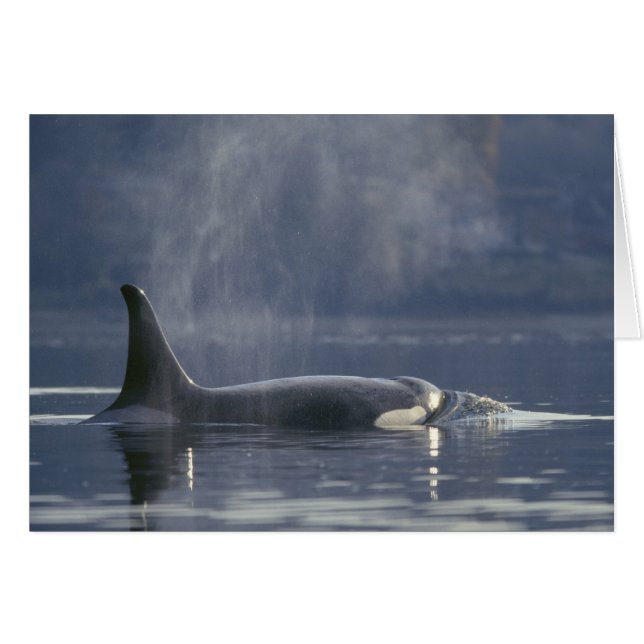 Vuxen kvinnlig späckhuggare Orcinus Orca), Puget Hälsningskort (Framsidan Horizontal)