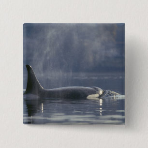 Vuxen kvinnlig späckhuggare Orcinus Orca), Puget Knapp