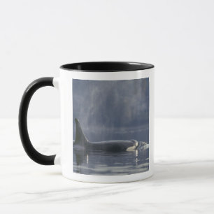 Vuxen kvinnlig späckhuggare Orcinus Orca), Puget Mugg