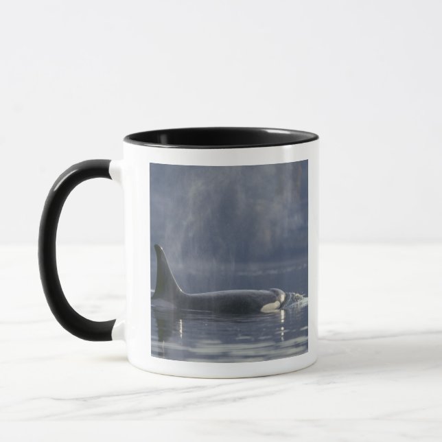 Vuxen kvinnlig späckhuggare Orcinus Orca), Puget Mugg (Vänster)