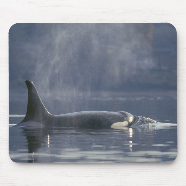 Vuxen kvinnlig späckhuggare Orcinus Orca), Puget Musmatta (Framsidan)