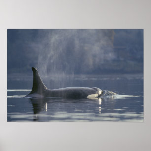 Vuxen kvinnlig späckhuggare (Orcinus Orca), Puget Poster