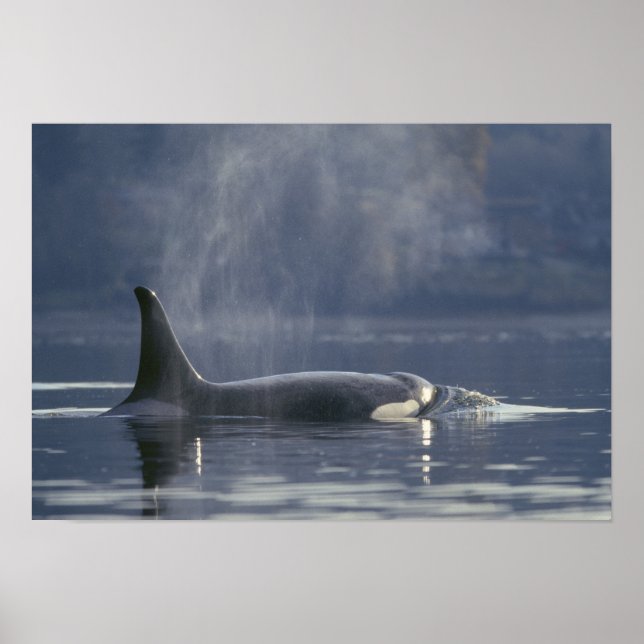 Vuxen kvinnlig späckhuggare (Orcinus Orca), Puget Poster (Framsidan)