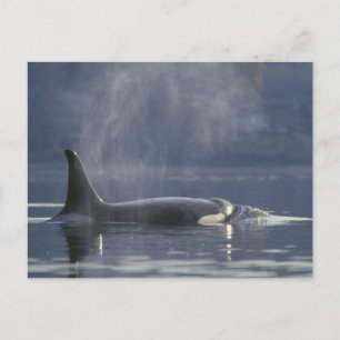 Vuxen kvinnlig späckhuggare (Orcinus Orca), Puget Vykort
