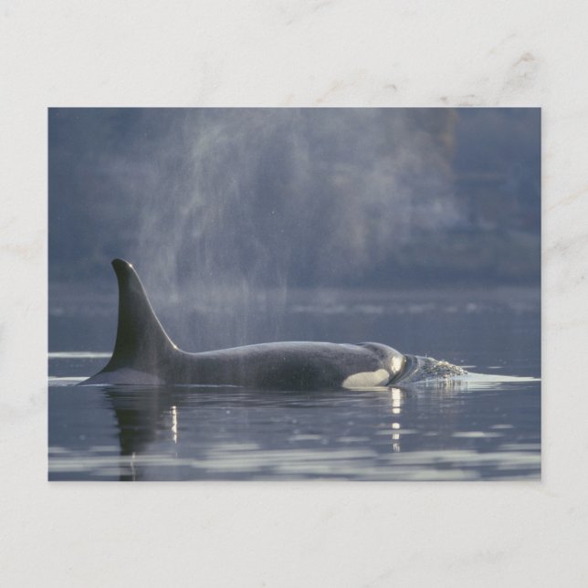 Vuxen kvinnlig späckhuggare (Orcinus Orca), Puget Vykort (Framsida)