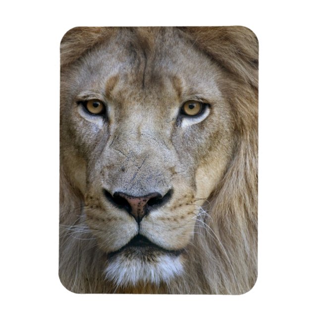 Vuxen lejon vid Sacramento Zoo, CA Magnet (Vertikal)