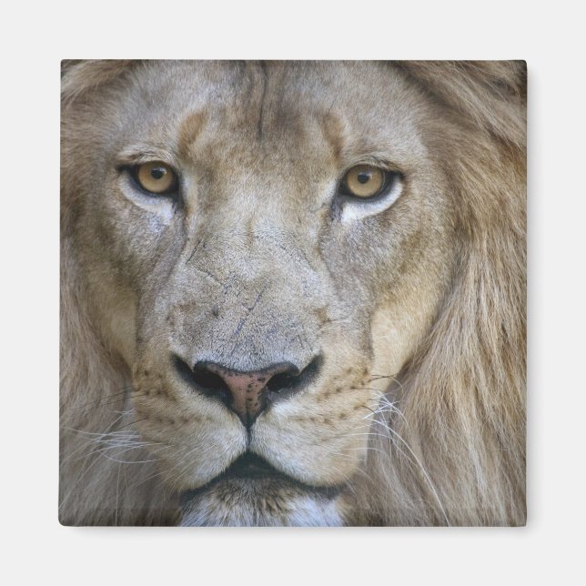 Vuxen lejon vid Sacramento Zoo, CA Magnet (Framsidan)