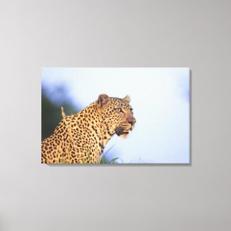 Vuxen leopard (Panthera pardus), vila på Canvastryck