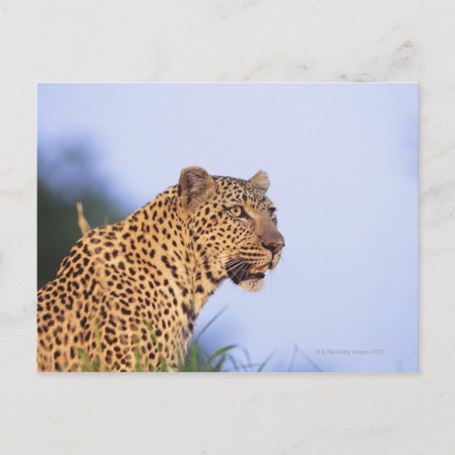 Vuxen leopard (Panthera pardus) Vykort (Framsida)