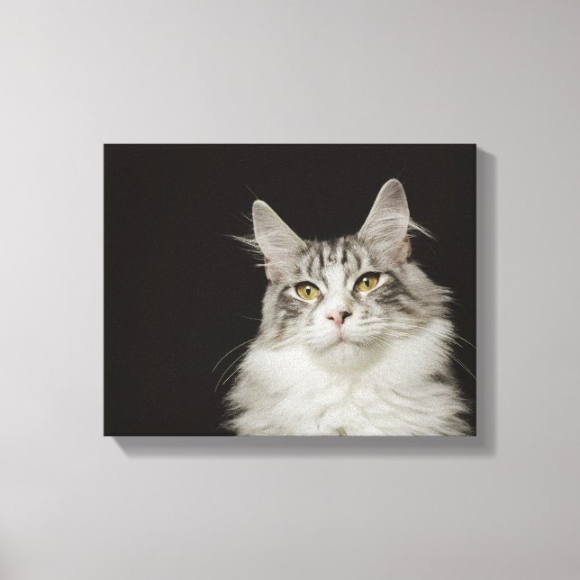 Vuxen Maine Coon Cat Canvastryck (Framsida)