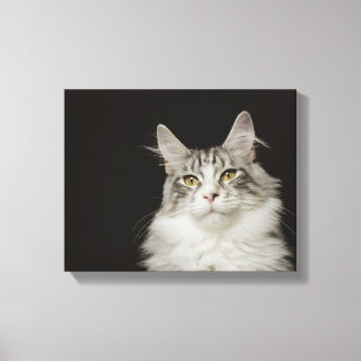 Vuxen Maine Coon Cat Canvastryck