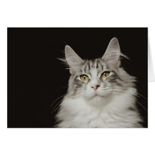 Vuxen Maine Coon Cat Hälsningskort