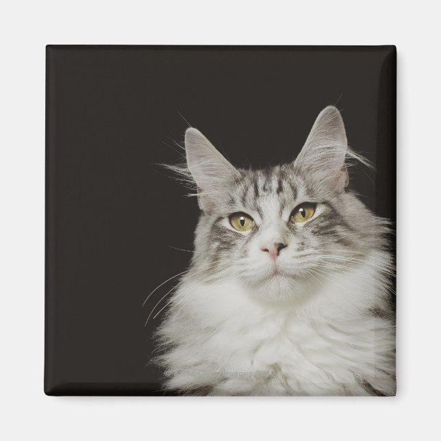 Vuxen Maine Coon Cat Magnet (Framsidan)
