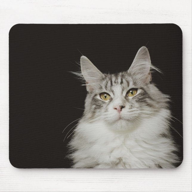 Vuxen Maine Coon Cat Musmatta (Framsidan)