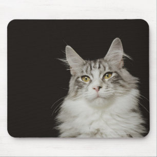 Vuxen Maine Coon Cat Musmatta