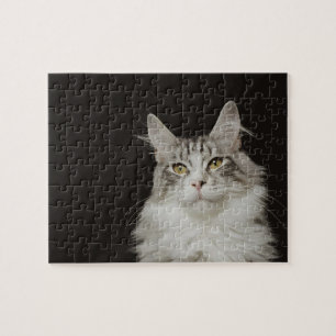 Vuxen Maine Coon Cat Pussel