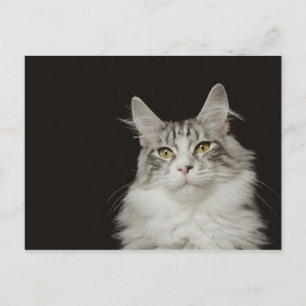 Vuxen Maine Coon Cat Vykort