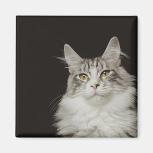 Vuxen Maine Coonkatt Magnet