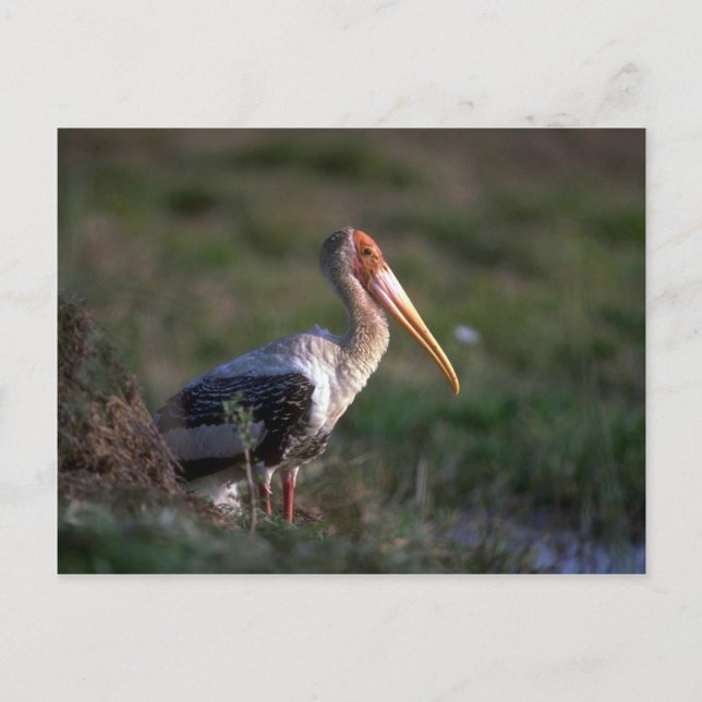 Vuxen - målad stork vykort (Framsida)