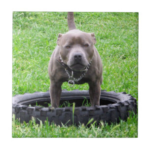 Vuxen Male Stbudsdshire Terrier Redo To Play Kakelplatta