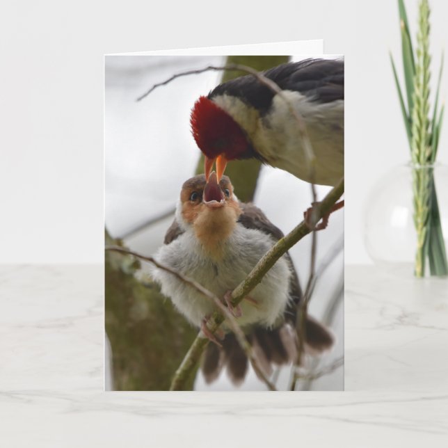 Vuxen mata tonåring Gult-fakturerad kardinal Kort (Framsida)