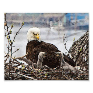 Vuxen örn med eaglets fototryck