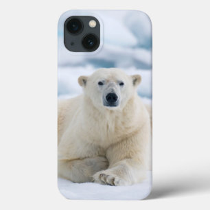 Vuxen polar björn på sommarpackeisen