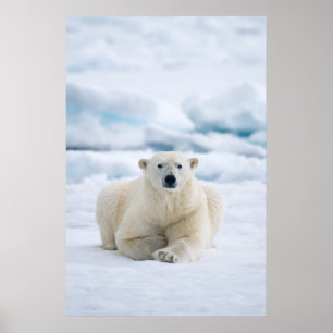 Vuxen polar björn på sommarpackeisen poster