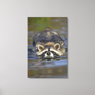 Vuxen Raccoon, Procyon lotorOrder: Canvastryck