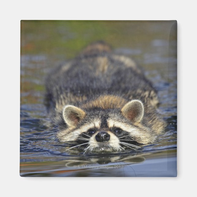 Vuxen Raccoon, Procyon lotorOrder: Magnet (Framsidan)