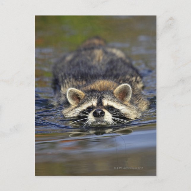 Vuxen Raccoon, Procyon lotorOrder: Vykort (Framsida)